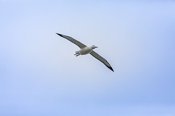 Image showing Albatross bird in the sky