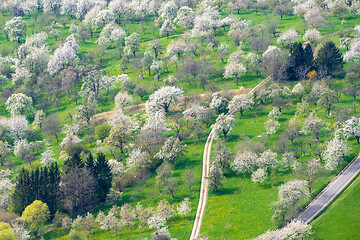 Image showing green meadow with blossoming trees