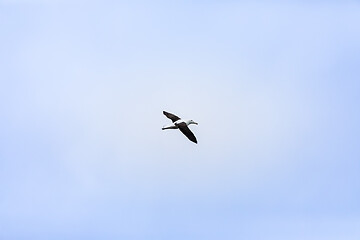 Image showing Albatross bird in the sky