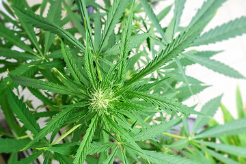 Image showing young cannabis plant