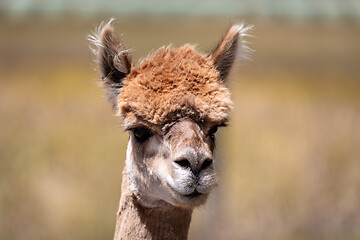 Image showing Alpaca animal in New Zealand