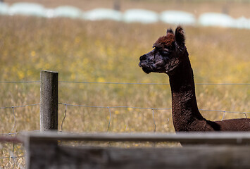 Image showing Alpaca animal in New Zealand