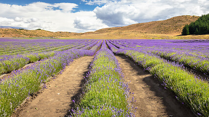 Image showing lavender field in New Zealand