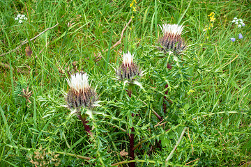 Image showing silver thistle in nature