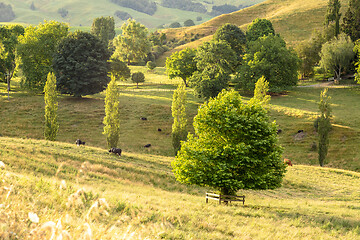 Image showing typical rural landscape in New Zealand