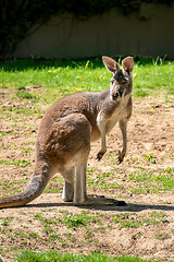 Image showing typical kangaroo