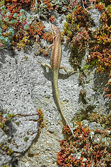 Image showing Lizard on the Rock