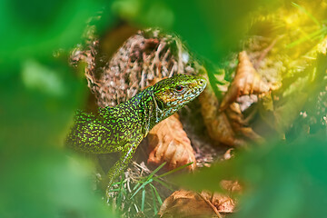 Image showing European Green Lizard