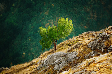 Image showing Tree on the Slopre of Rhodopes Mountains