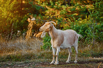 Image showing Goat with Horns