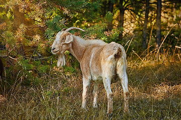 Image showing Goat with Horns