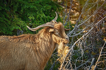 Image showing Goat with Horns