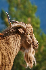 Image showing Portrait of Goat with Horns