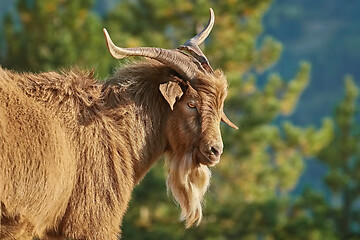 Image showing Portrait of Goat with Horns