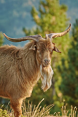 Image showing Portrait of Goat with Horns