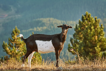 Image showing Goat without Horns