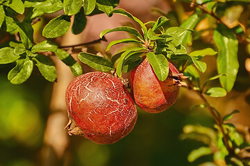 Image showing Fruit of Punica Granatum