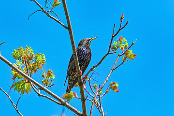 Image showing Common Starling (Sturnus Vulgaris)