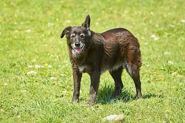 Image showing Mongrel Dog on the Lawn 