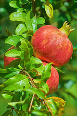 Image showing Mature Pomegranate Fruits