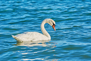 Image showing Swan on the Sea