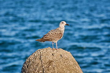 Image showing Young Seagull on the Stone