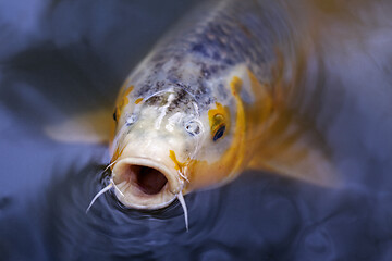 Image showing Exotic Koi fish carp swimming in pond