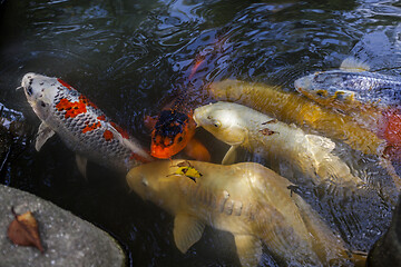 Image showing Many multicolored Koi fish swimming in pond