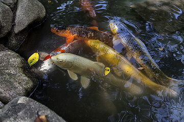 Image showing Many multicolored Koi fish swimming in pond