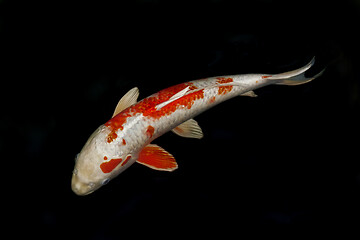 Image showing Red and white colored Koi fish carp isolated on black