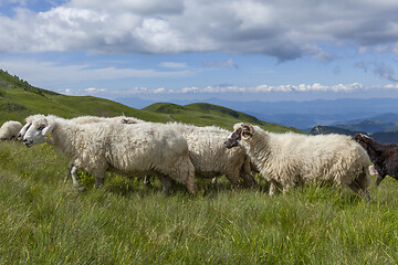 Image showing Sheep graze on a high mountain plateau