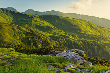 Image showing Alpine meadow in beautiful Rodna mountains in Romania