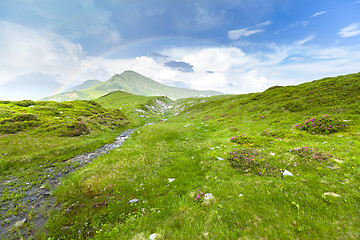 Image showing Alpine meadow in beautiful Rodna mountains in Romania