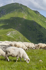 Image showing Sheep graze on a high mountain plateau