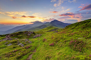 Image showing Alpine meadow in beautiful Rodna mountains in Romania