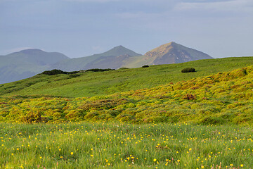 Image showing Alpine meadow in beautiful Rodna mountains in Romania