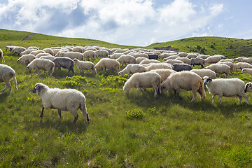 Image showing Sheep graze on a high mountain plateau