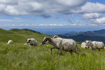 Image showing Sheep graze on a high mountain plateau