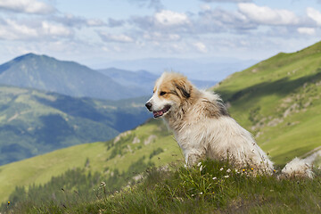 Image showing Shepherd dog in mountaind, sitting in the grass