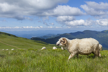 Image showing Sheep graze on a high mountain plateau