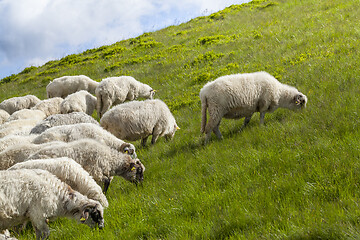 Image showing Sheep graze on a high mountain plateau