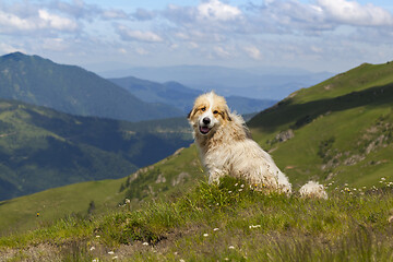 Image showing Shepherd dog in mountaind, sitting in the grass