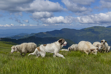 Image showing Sheep graze on a high mountain plateau