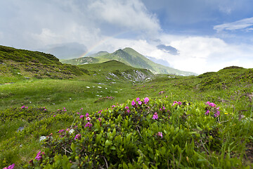 Image showing Alpine meadow in beautiful Rodna mountains in Romania