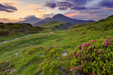 Image showing Alpine meadow in beautiful Rodna mountains in Romania