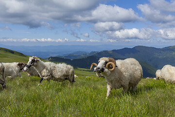 Image showing Sheep graze on a high mountain plateau