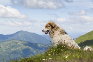 Image showing Shepherd dog in mountaind, sitting in the grass