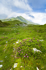 Image showing Alpine meadow in beautiful Rodna mountains in Romania