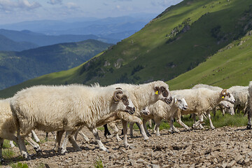 Image showing Sheep graze on a high mountain plateau