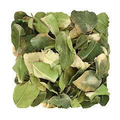 Image showing Kaffir Lime Leaf Herb